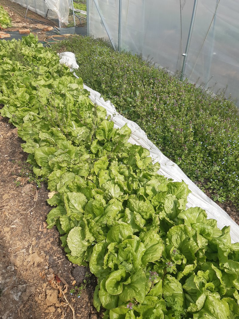 JA gredica solate velike